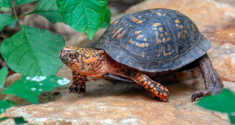 Tumačenje vidjeti kornjaču u snu - Bush Arabija